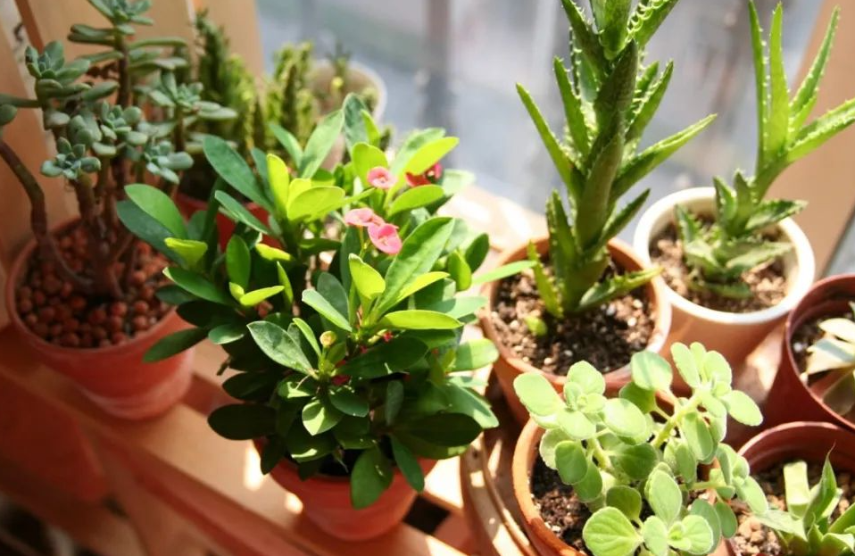 怎么樣防治有害氣體對(duì)植物的危害?