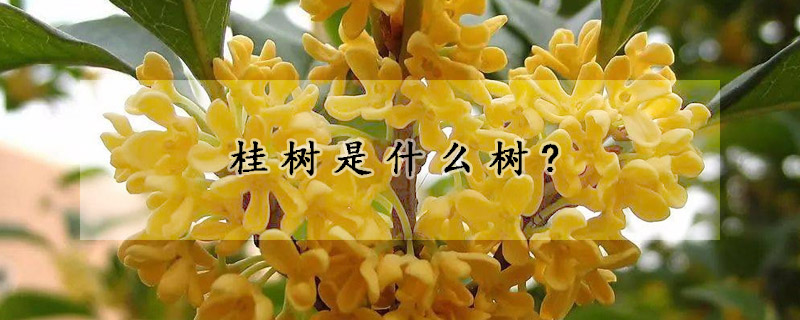 桂樹是什么樹