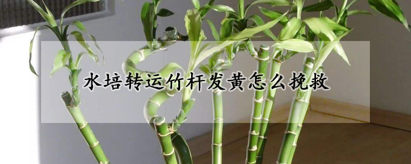 水培轉運竹桿發(fā)黃怎么挽救