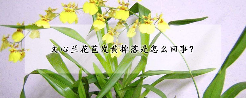 文心蘭花苞發(fā)黃掉落是怎么回事?