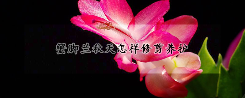 蟹腳蘭秋天怎樣修剪養(yǎng)護(hù)