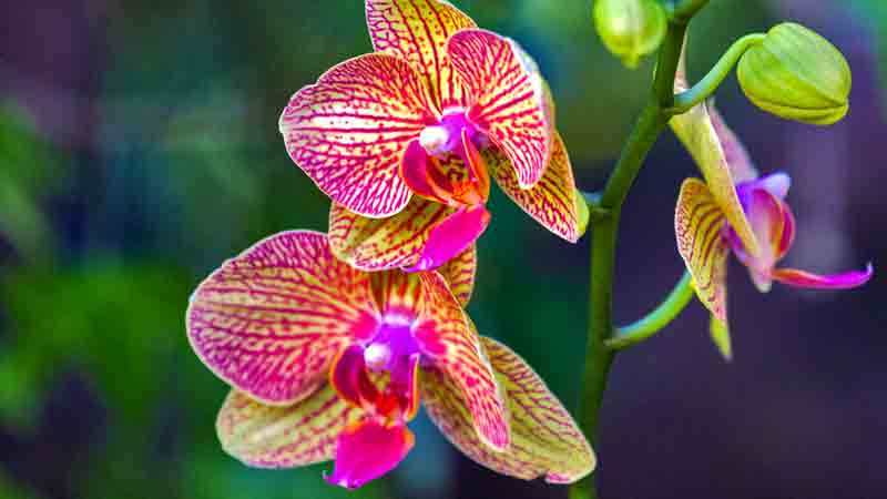 蘭花秋季養(yǎng)護(hù)方法