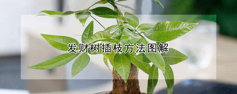 發(fā)財(cái)樹(shù)插枝方法圖解