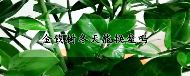 金錢樹冬天能換盆嗎