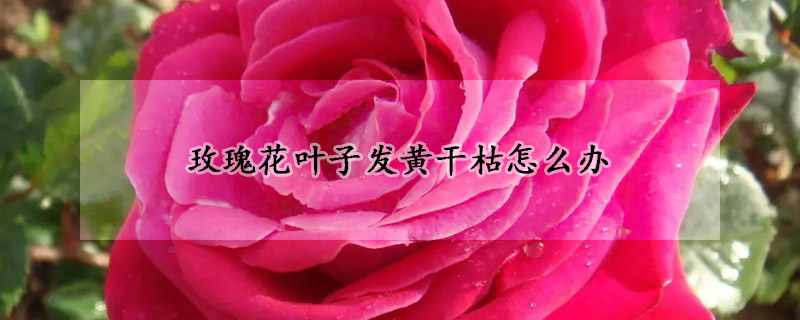玫瑰花葉子發(fā)黃干枯怎么辦