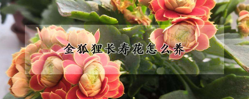 金狐貍長(zhǎng)壽花怎么養(yǎng)