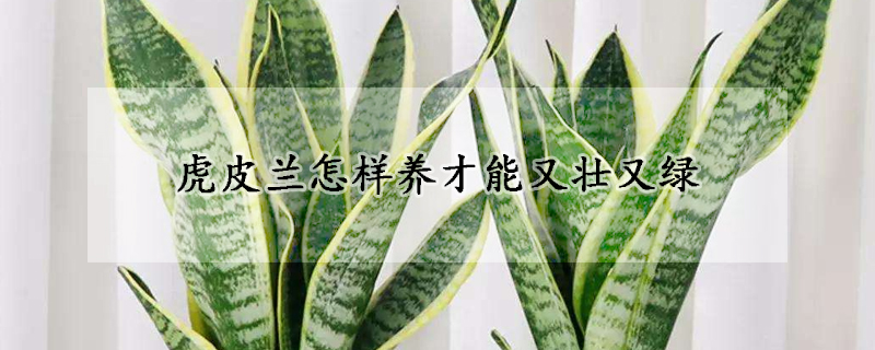 虎皮蘭怎樣養(yǎng)才能又壯又綠