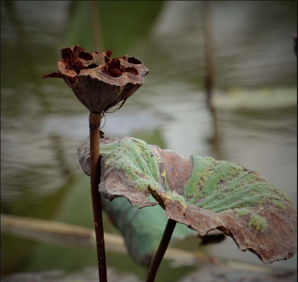 殘荷是荷花嗎?殘荷的寓意和生長環(huán)境 - 花卉知識<a href=http://www.inspiredelm.com/kepu/ target=_blank class=infotextkey>科普</a>