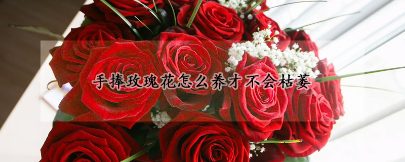 手捧玫瑰花怎么養(yǎng)才不會(huì)枯萎