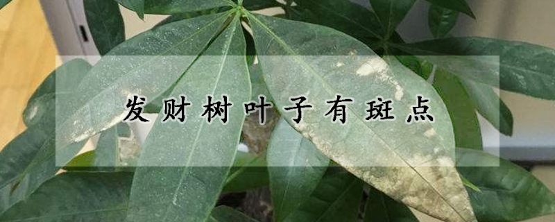 發(fā)財(cái)樹(shù)葉子有斑點(diǎn)
