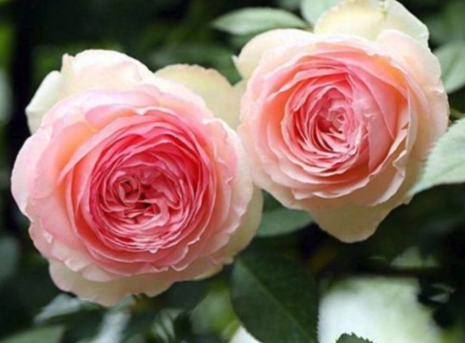 什么是月季花？如何種植跟維護？