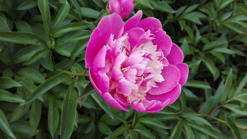 牡丹花的種植方法及養(yǎng)護