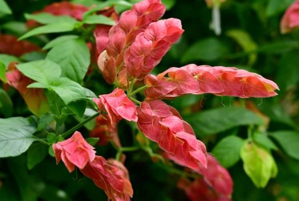 蝦衣花為什么可以持續(xù)開花 ?
