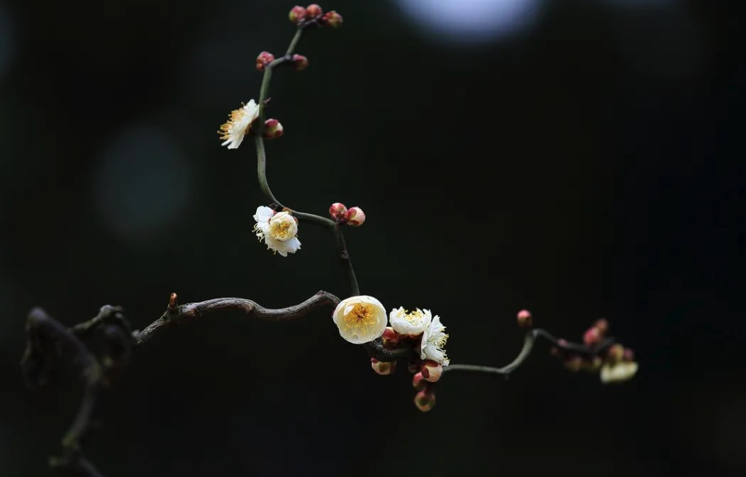 龍游梅有什么形態(tài)特點(diǎn),有什么花語(yǔ)?