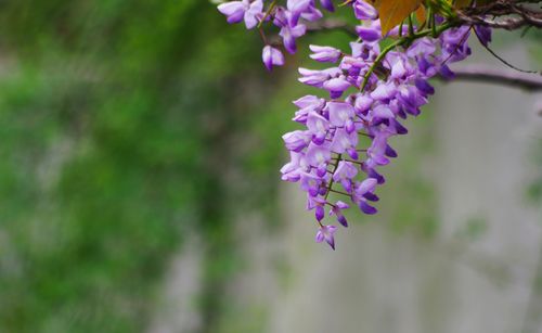 紫藤養(yǎng)護(hù)與開(kāi)花技巧：打造浪漫花海