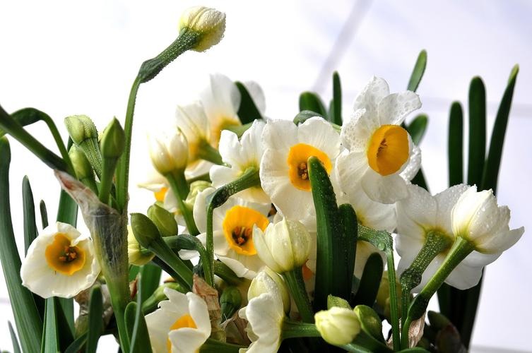 水仙花怎樣養(yǎng)護(hù)才能開得更好？