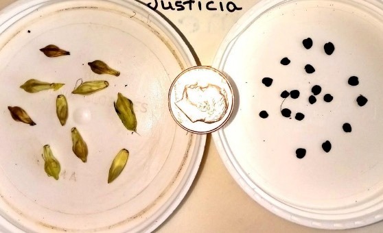 蝦衣花如何收集種子和進(jìn)行處理 ？