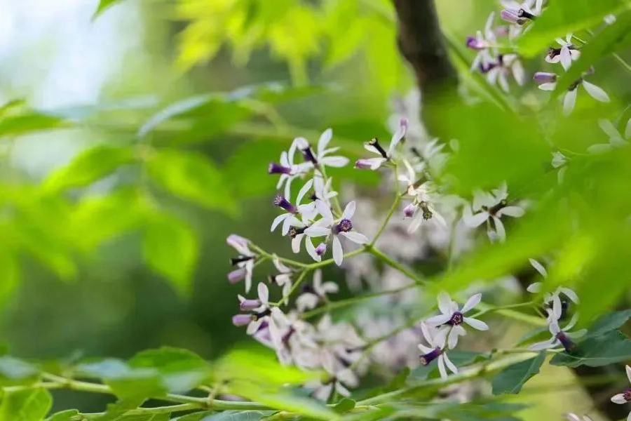 楝樹(shù)種子怎么收集和消毒？