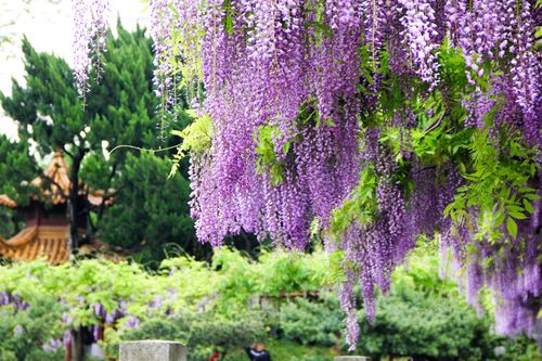 紫藤養(yǎng)護(hù)與開(kāi)花技巧：打造浪漫花海