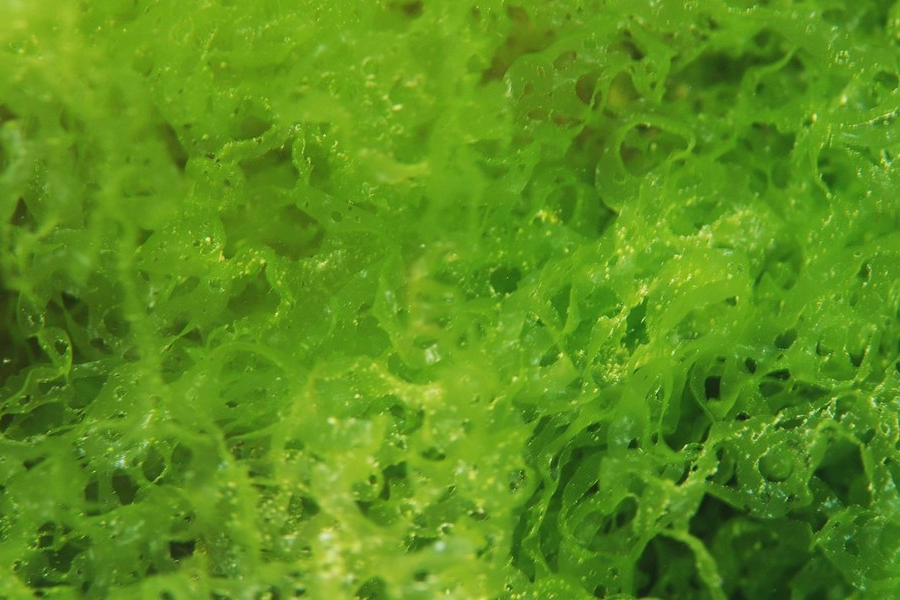 石莼怎么進行人工培育?