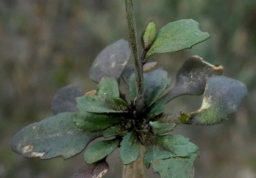 擬南芥是什么植物,有什么形態(tài)特點?