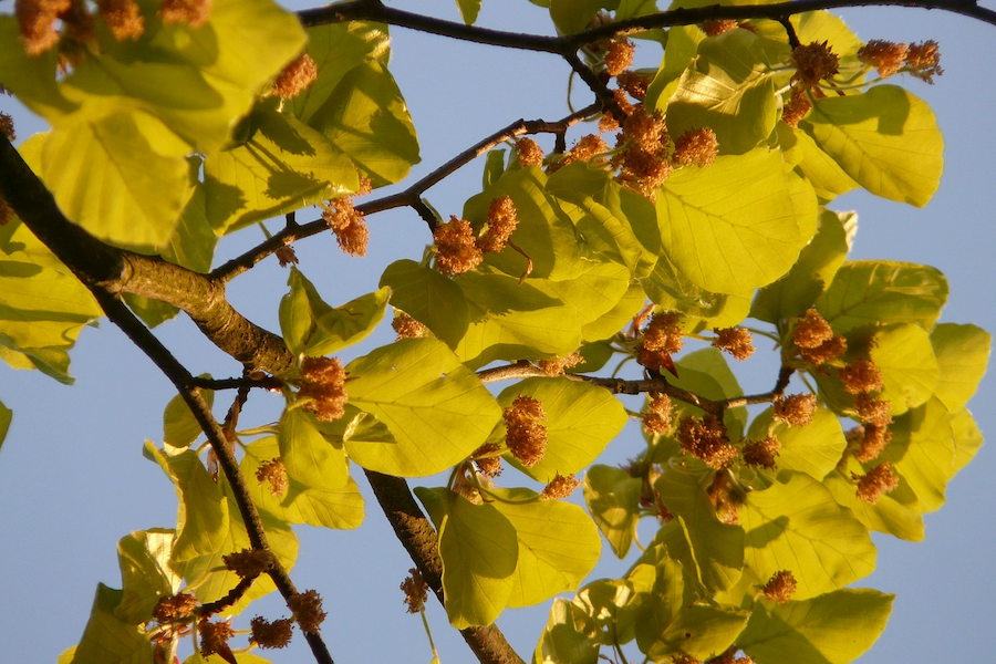 山毛櫸有什么形態(tài)特點(diǎn)，可以在室內(nèi)種植嗎? 