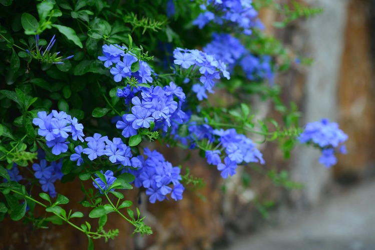 藍(lán)雪花怎么養(yǎng)護(hù)和注意事項(xiàng)