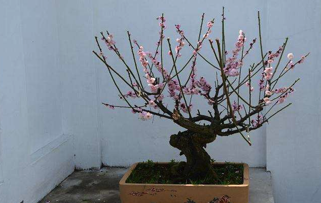梅花修剪時候為什么要留下老的花枝，有什么作用？