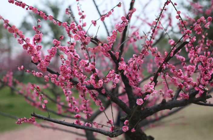 梅花發(fā)生根腐，大量落黃葉是什么原因，如何防治?