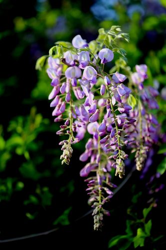紫藤養(yǎng)護(hù)與開(kāi)花技巧：打造浪漫花海