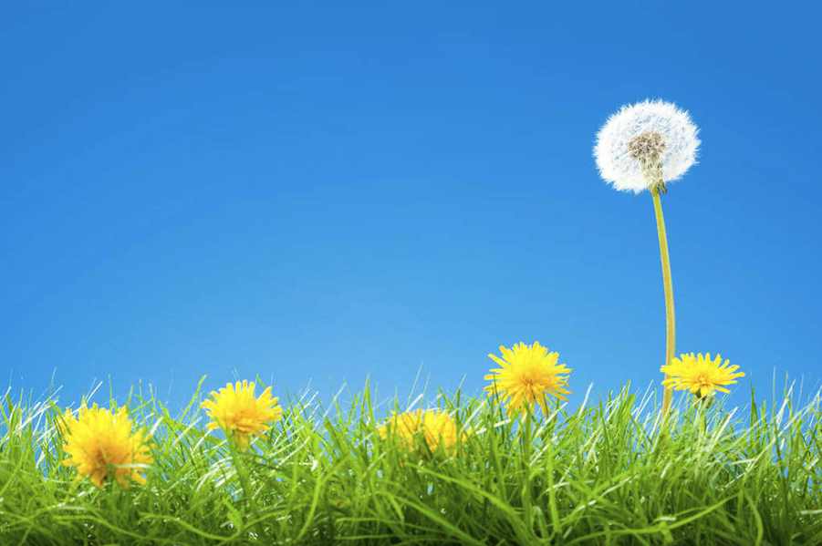 白花蒲公英對生長環(huán)境有什么要求，花期在什么時候？
