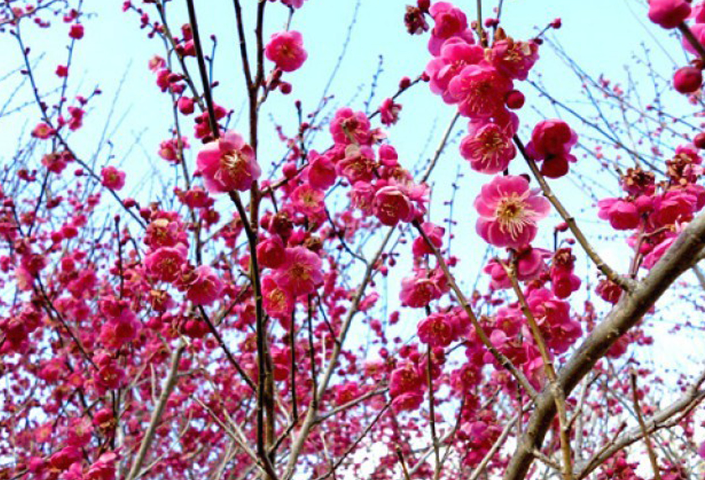 梅花有哪些生態(tài)習(xí)性，為什么需要低溫刺激?
