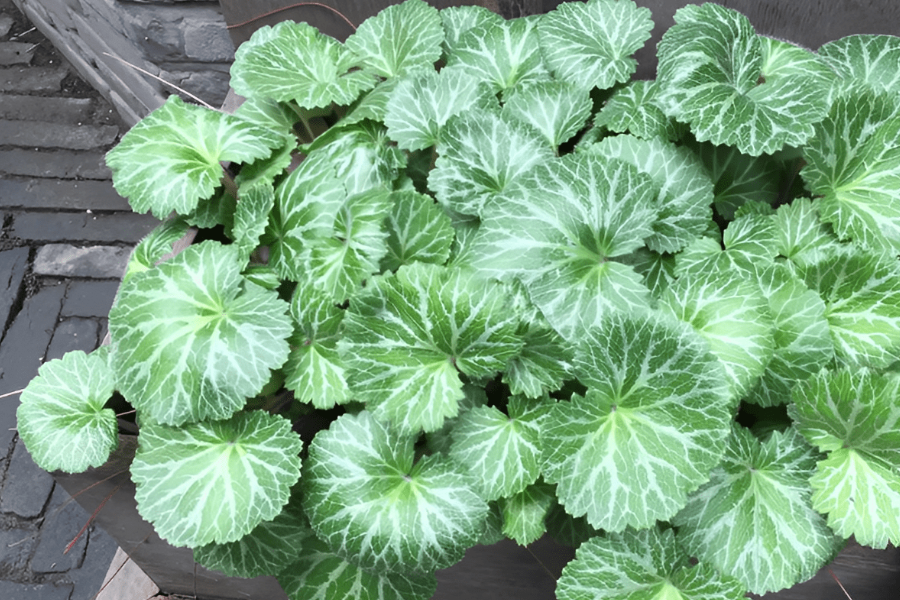 虎耳草出現(xiàn)灰霉病是什么原因?