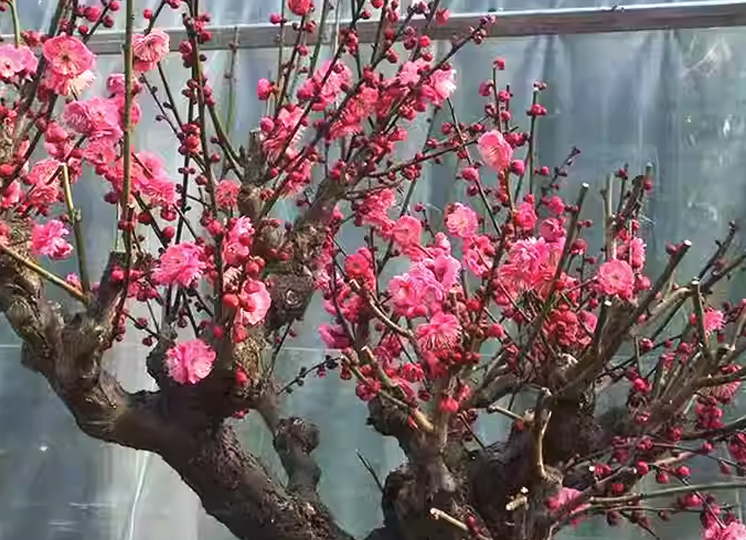 盆栽梅花的肥料可以用豆餅和菜籽餅嗎？