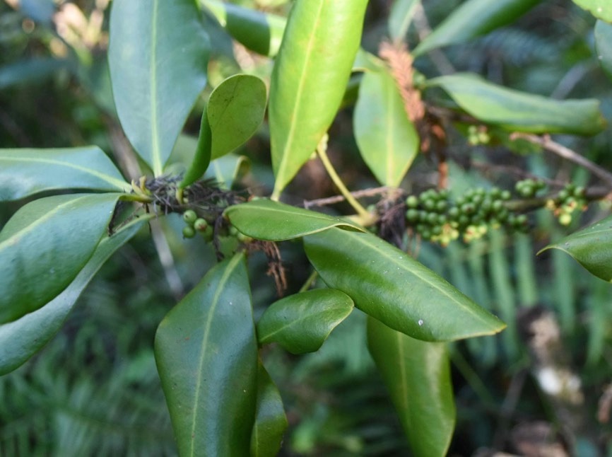 蔓竹杞怎么收集種子和進(jìn)行處理？ 