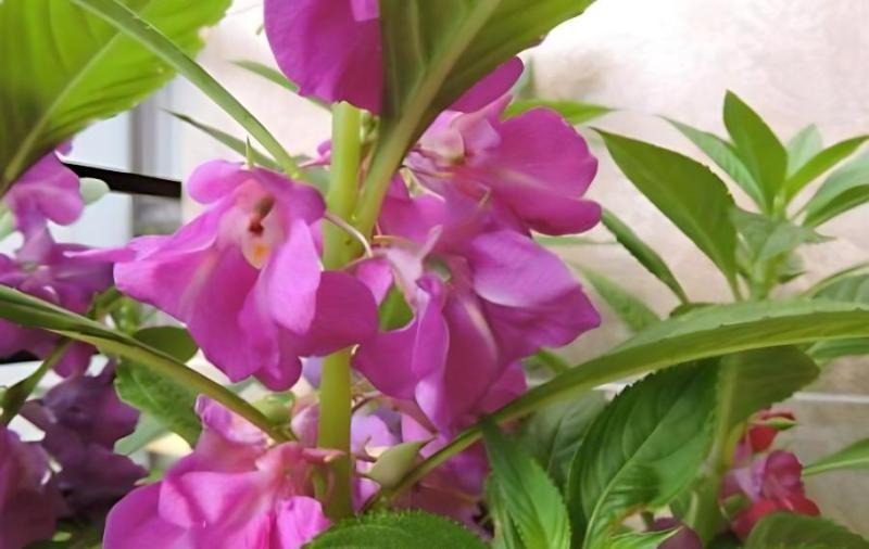 活血消腫鳳仙花，白色鳳仙花治療灰指甲