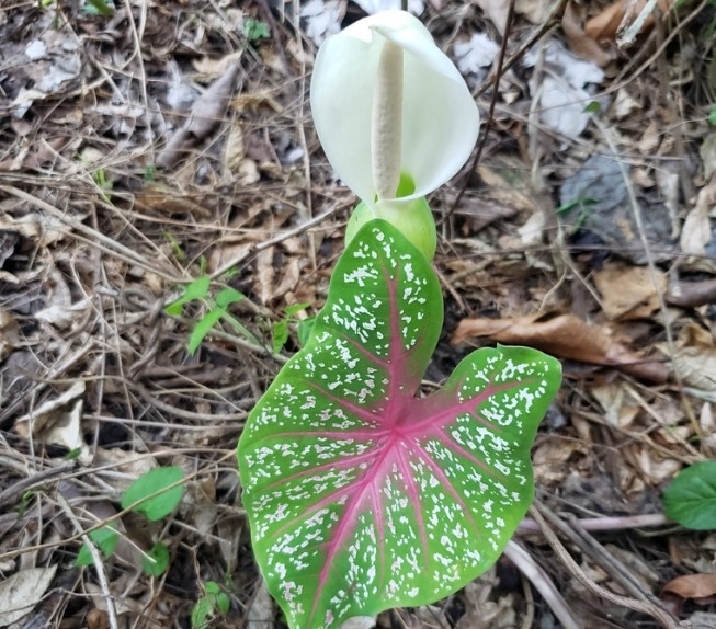 五彩芋怎么收集種子和進行處理 ？