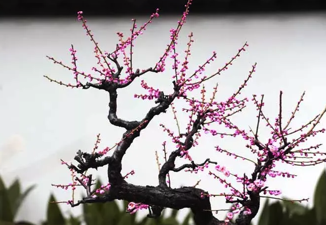 夏季梅花花芽分化期為什么要減少澆水量？