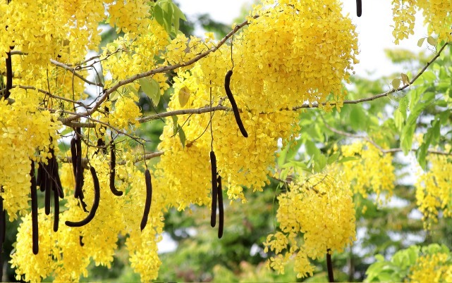 臘腸樹(shù)是什么，為什么叫臘腸樹(shù) ？