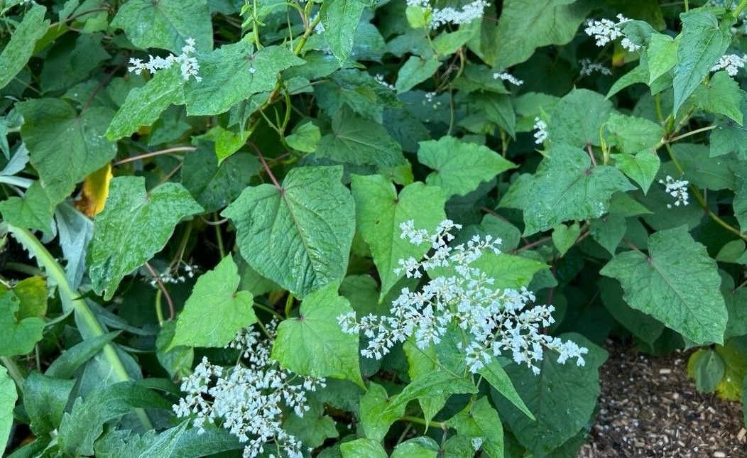 山蕎麥的種植方法和準(zhǔn)備條件 ?