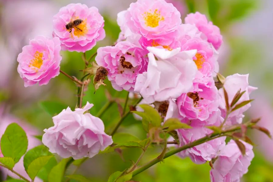 粉團薔薇是什么植物，有什么樣的形態(tài)特點？