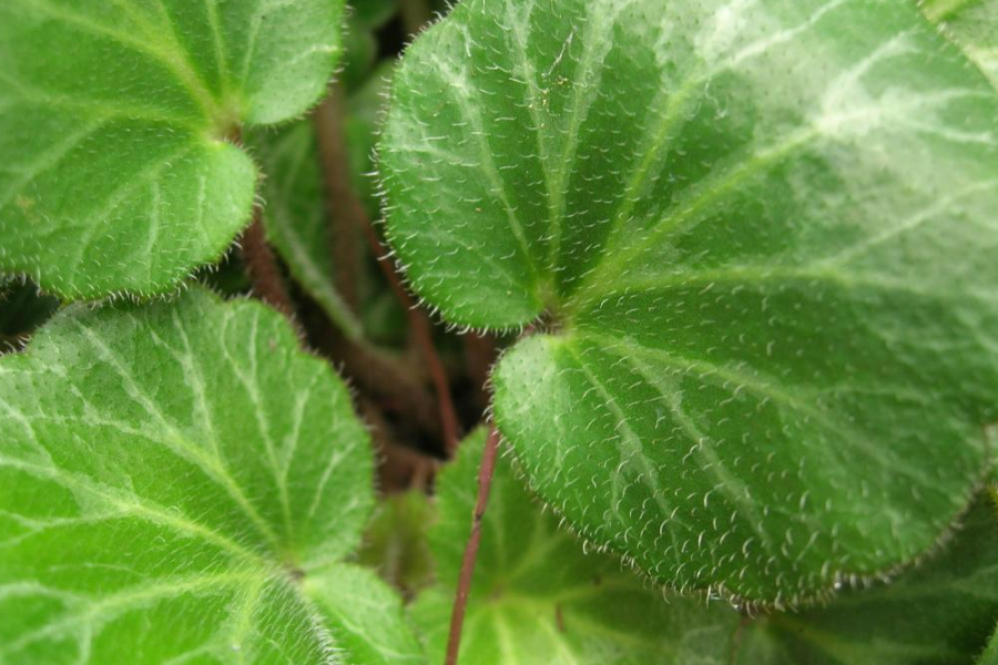 虎耳草有哪些生態(tài)價(jià)值和觀賞價(jià)值?
