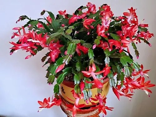 冬天蟹爪蘭有“4怕”，及時(shí)避開長(zhǎng)勢(shì)旺，花開一茬接一茬