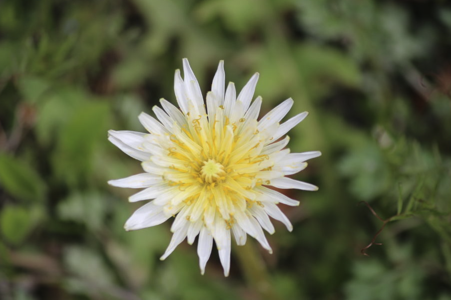 白花蒲公英有哪些形態(tài)特點(diǎn)，分布在什么地區(qū)？