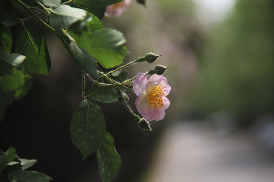 粉團(tuán)薔薇的種子如何培育，需要什么條件？