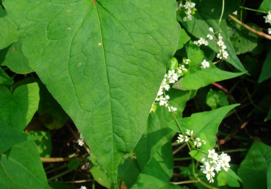 山蕎麥有哪些生態(tài)習(xí)性，耐旱性怎么樣 ? 