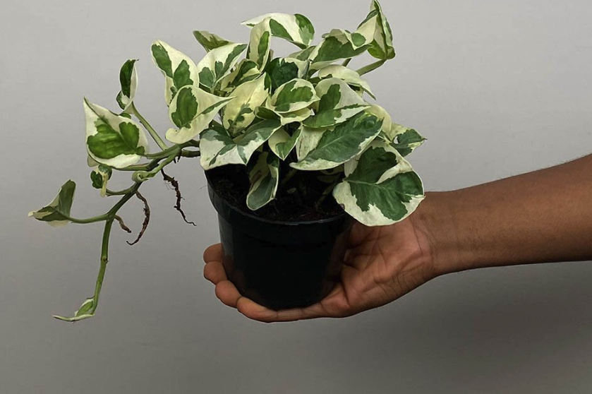 牽牛花可以室內(nèi)種植嗎？需要注意什么？