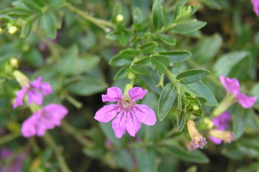 紫萼距花是什么植物，有什么特點？
