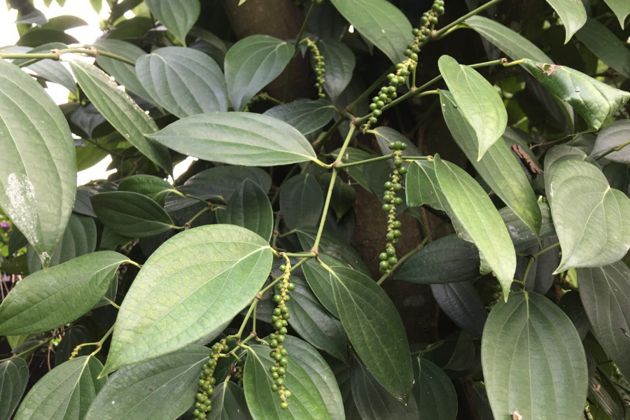 黑胡椒的生態(tài)習(xí)性怎么樣，適合在哪些環(huán)境生長？