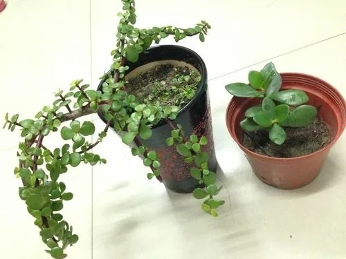 冬天要怎樣種好金枝玉葉呢？